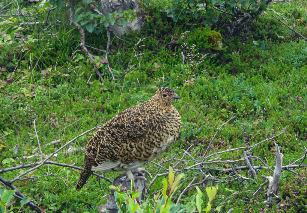Pardwa mszarna (Lagopus lagopus) w Abisko National Park