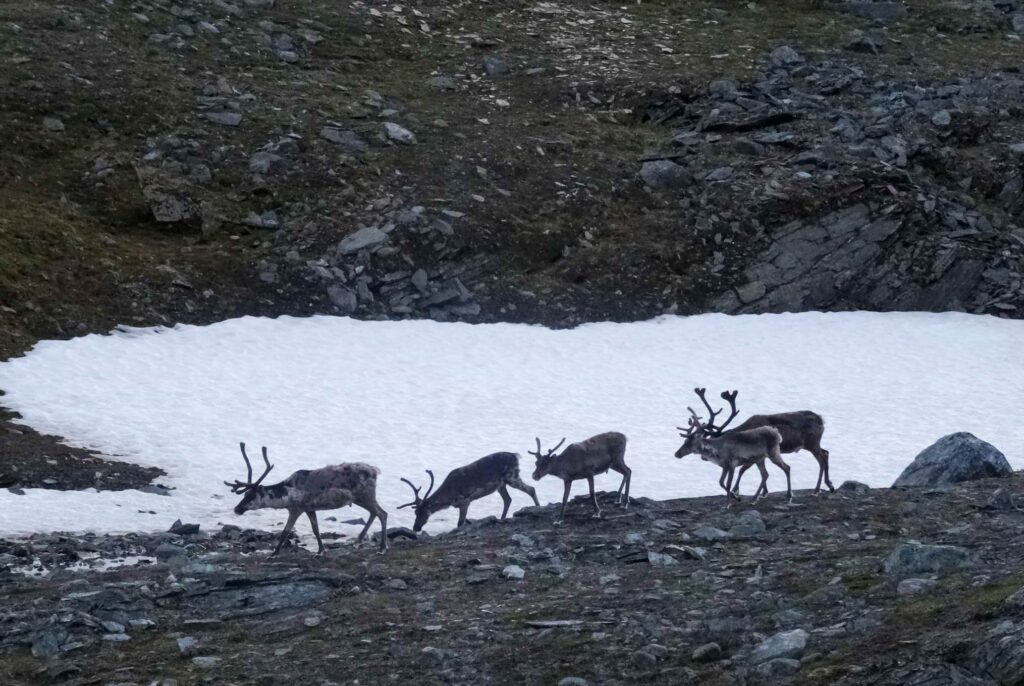 Stado Renifera tundrowego (Rangifer tarandus) na przełęczy Tjäktja na Kungsleden