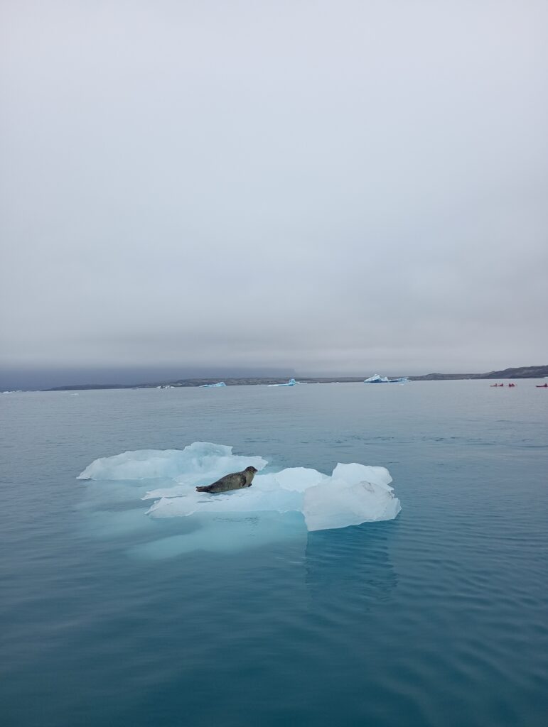 Foka w lagunie lodowcowej Jokulsarlon