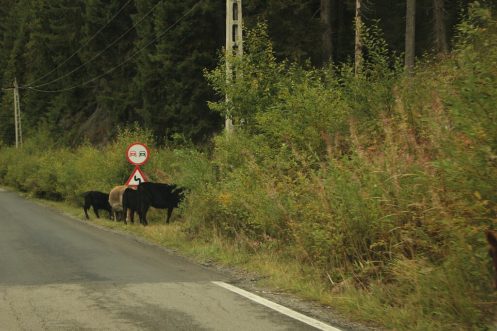 Krowy i kozy pasące się dziko na poboczu rumuńskiej drogi