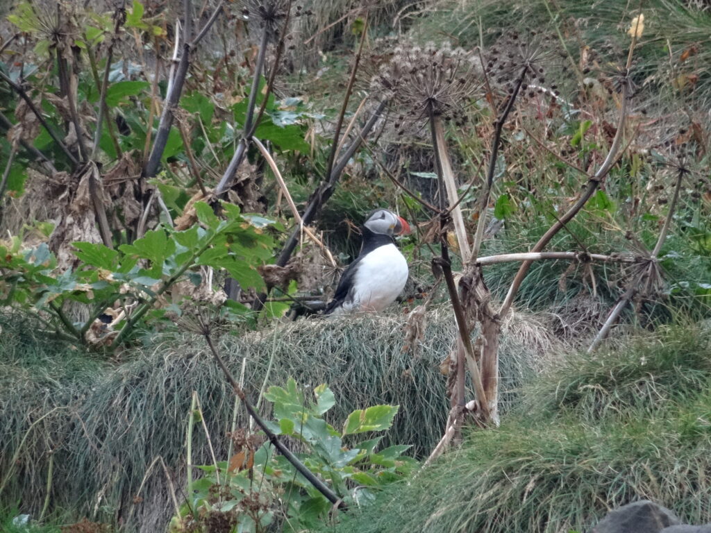 Maskonur (Fratercula arctica) na czarnej plaży Reynisfjara sprzed jej erozji