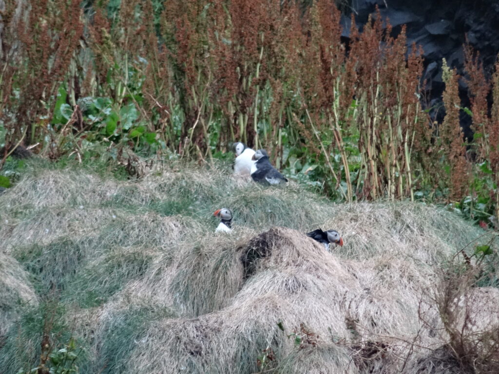 Maskonury na czarnej plaży Reynisfjara sprzed jej erozji