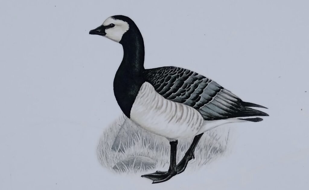 Bernikla białolica (Branta leucopsis)