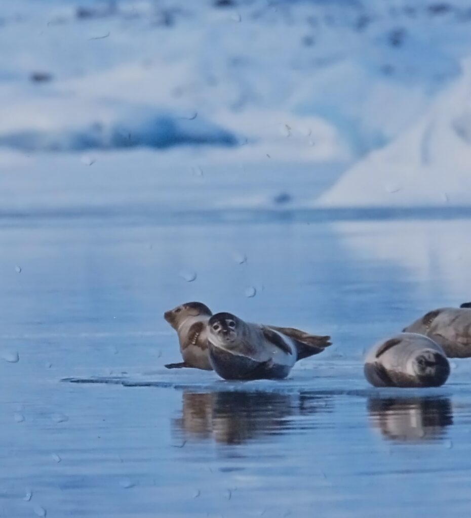 foka pospolita (Phoca vitulina)