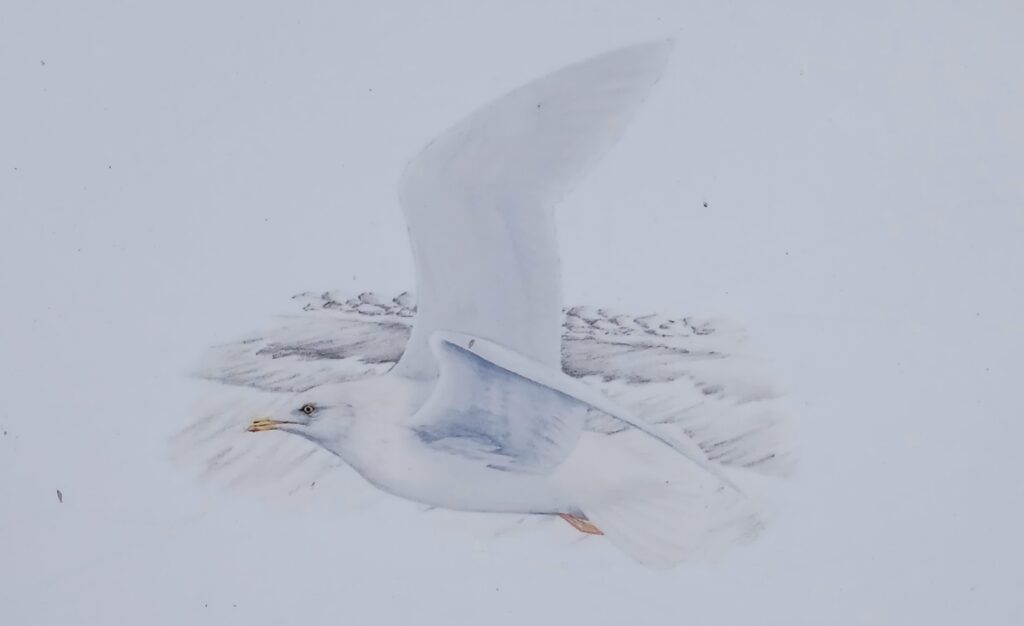 Mewa islandzka (Larus glaucoides)