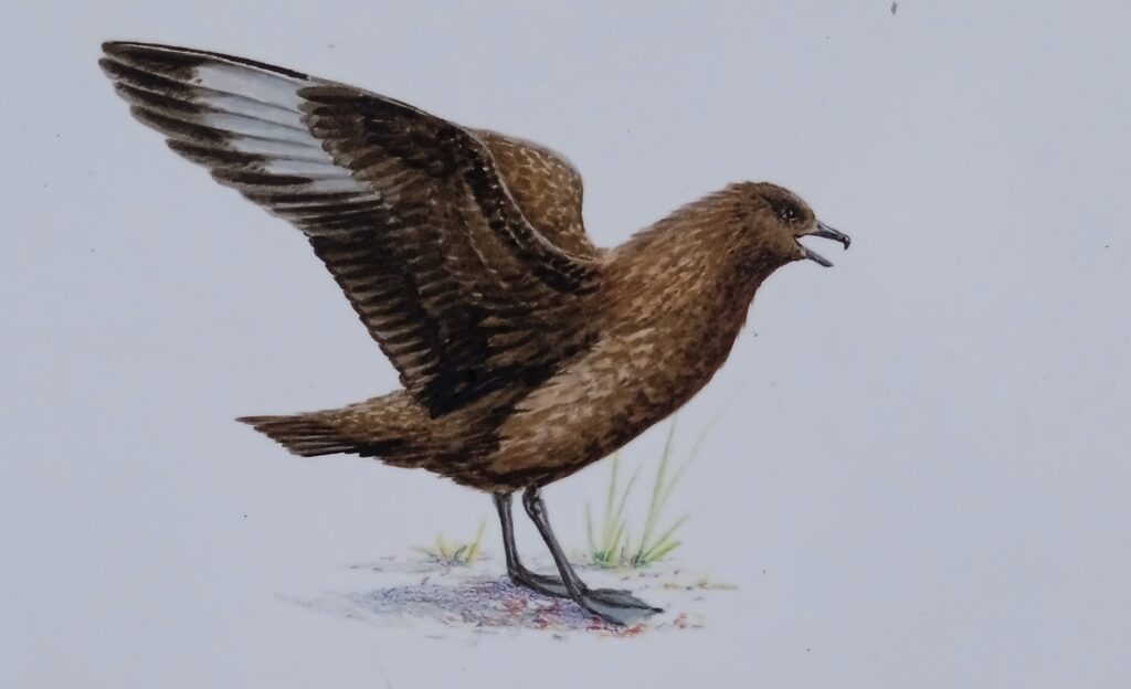 Wydrzyk wielki (Stercorarius skua)