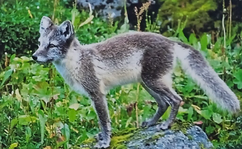 Lis polarny na Islandii 