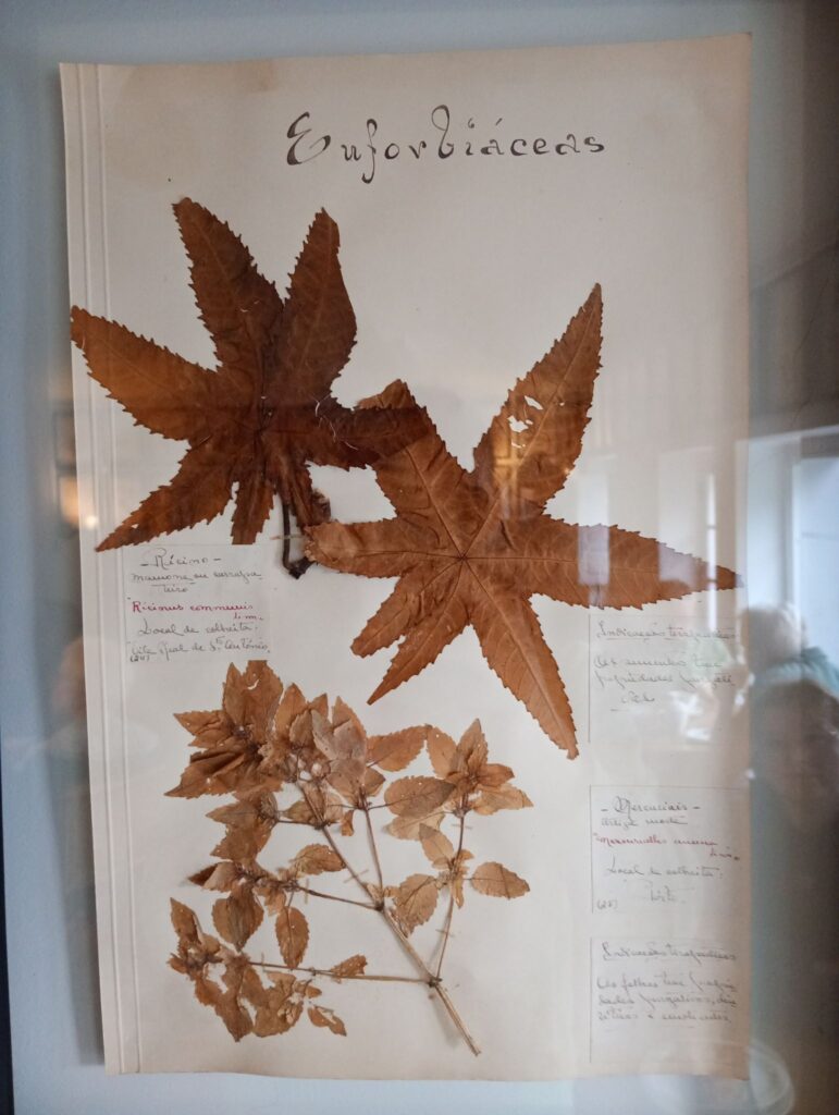 Zasuszony rącznik pospolity (Ricinus communis) w Rabacal Nature Spot Cafe